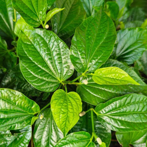 CHIẾT XUẤT LÁ LỐT